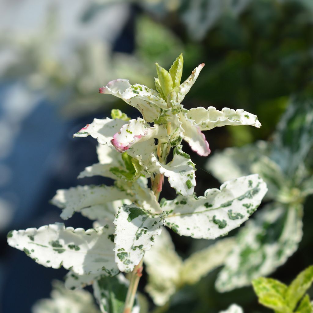 Huso de la fortuna Harlequin- Euonymus fortunei