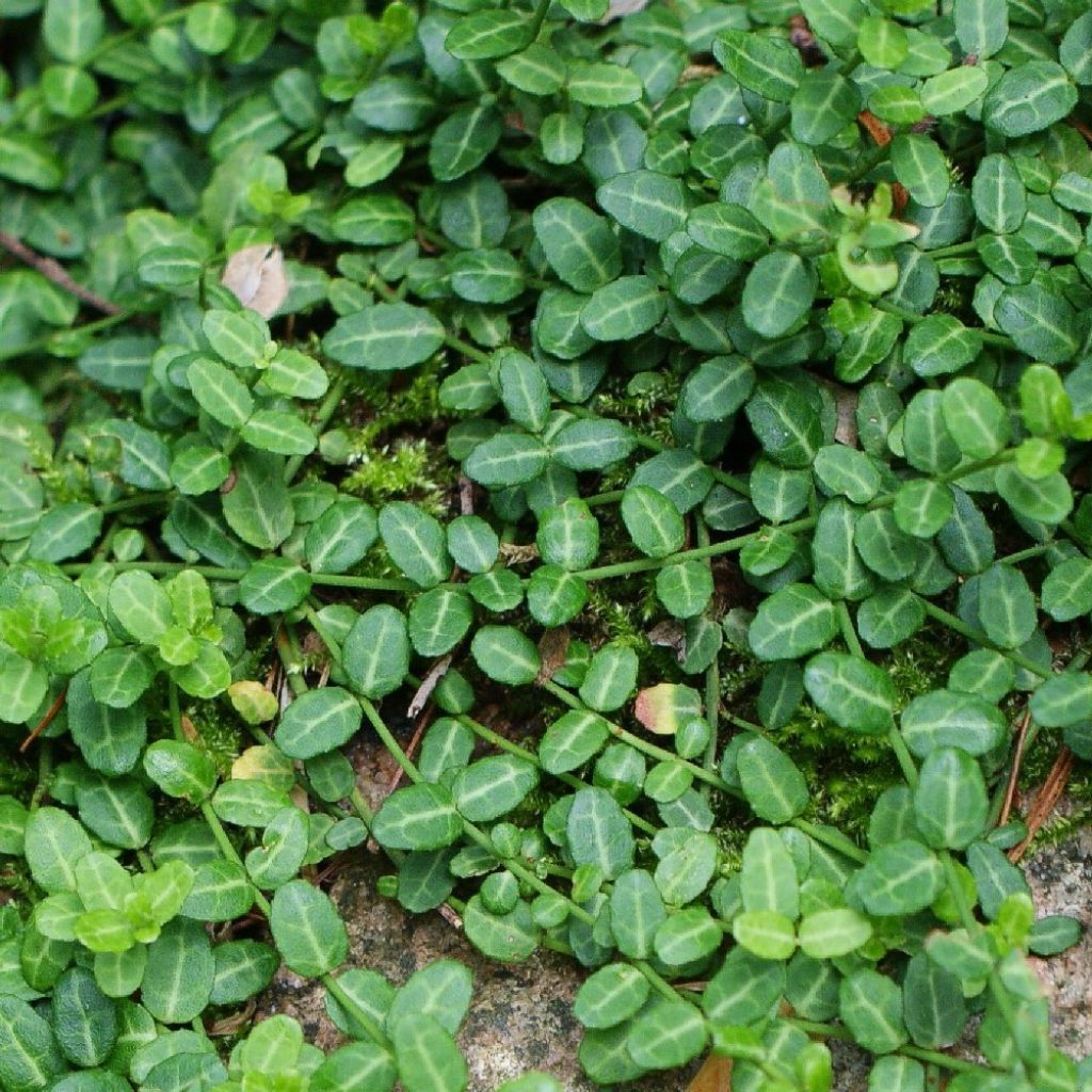 Huso de la fortuna Minimus- Euonymus fortunei