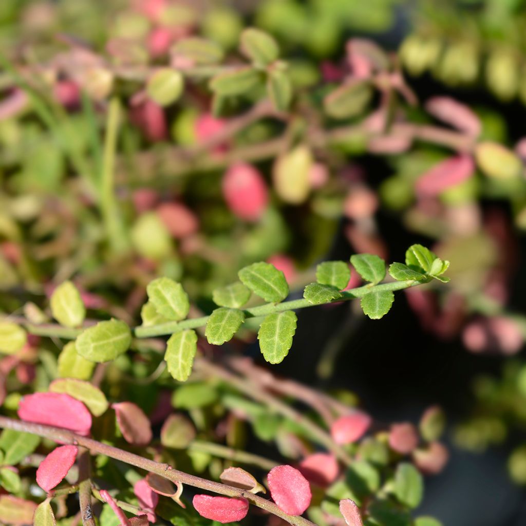Huso de la fortuna Minimus- Euonymus fortunei