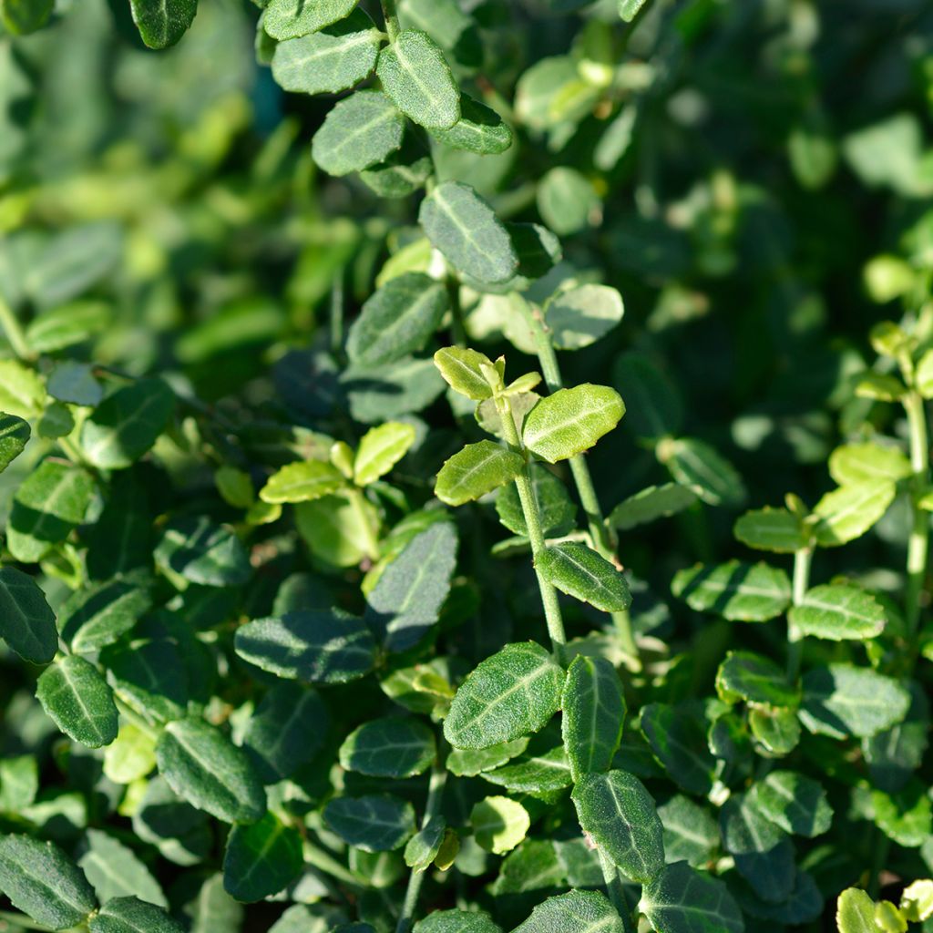 Huso de la fortuna Minimus- Euonymus fortunei