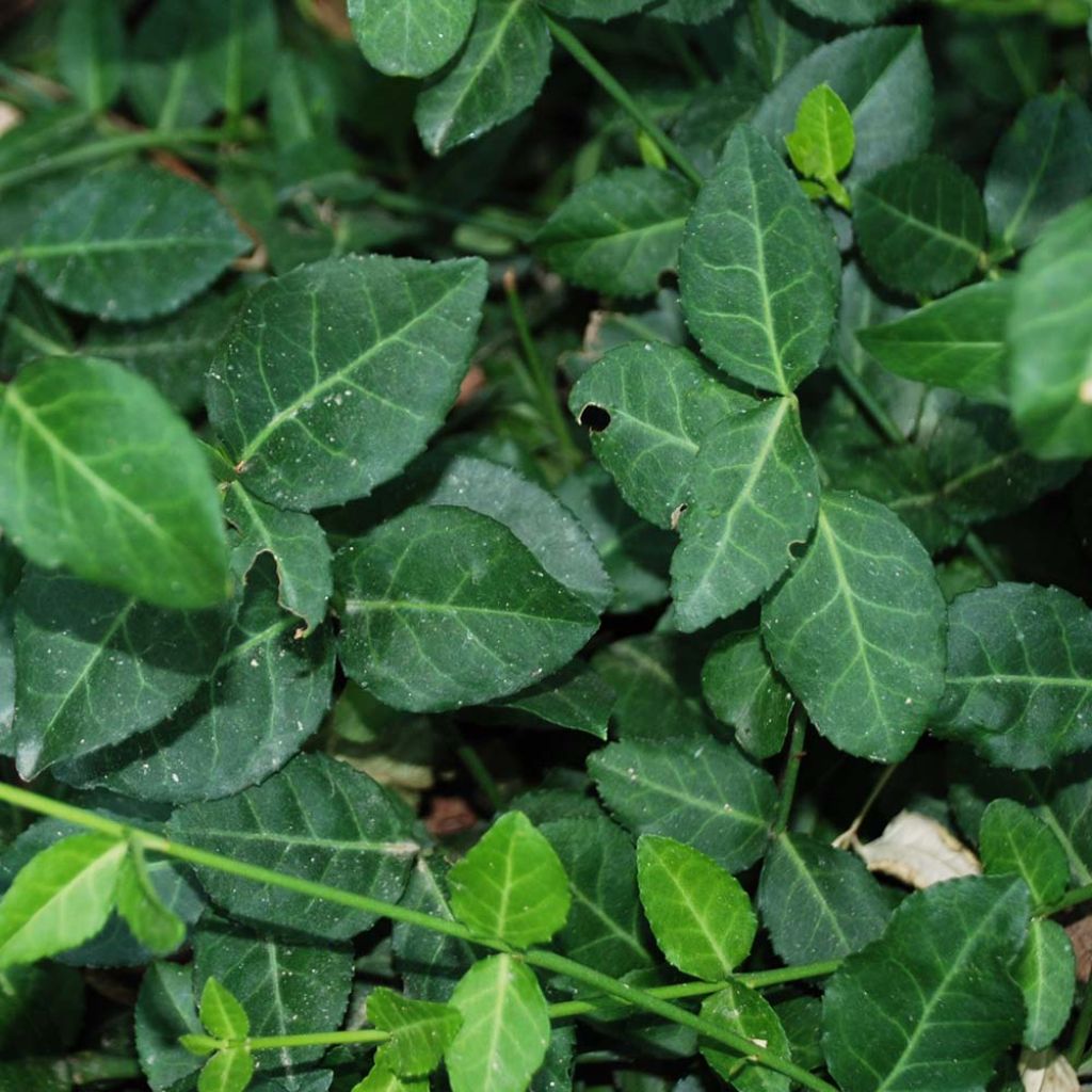 Huso de la fortuna Radicans- Euonymus fortunei