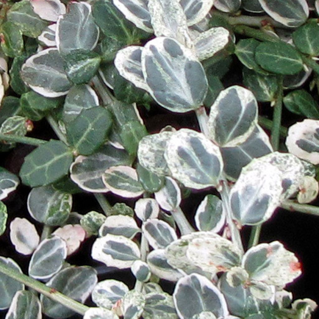 Evónimo persistente Silver Carpet - Euonymus fortunei