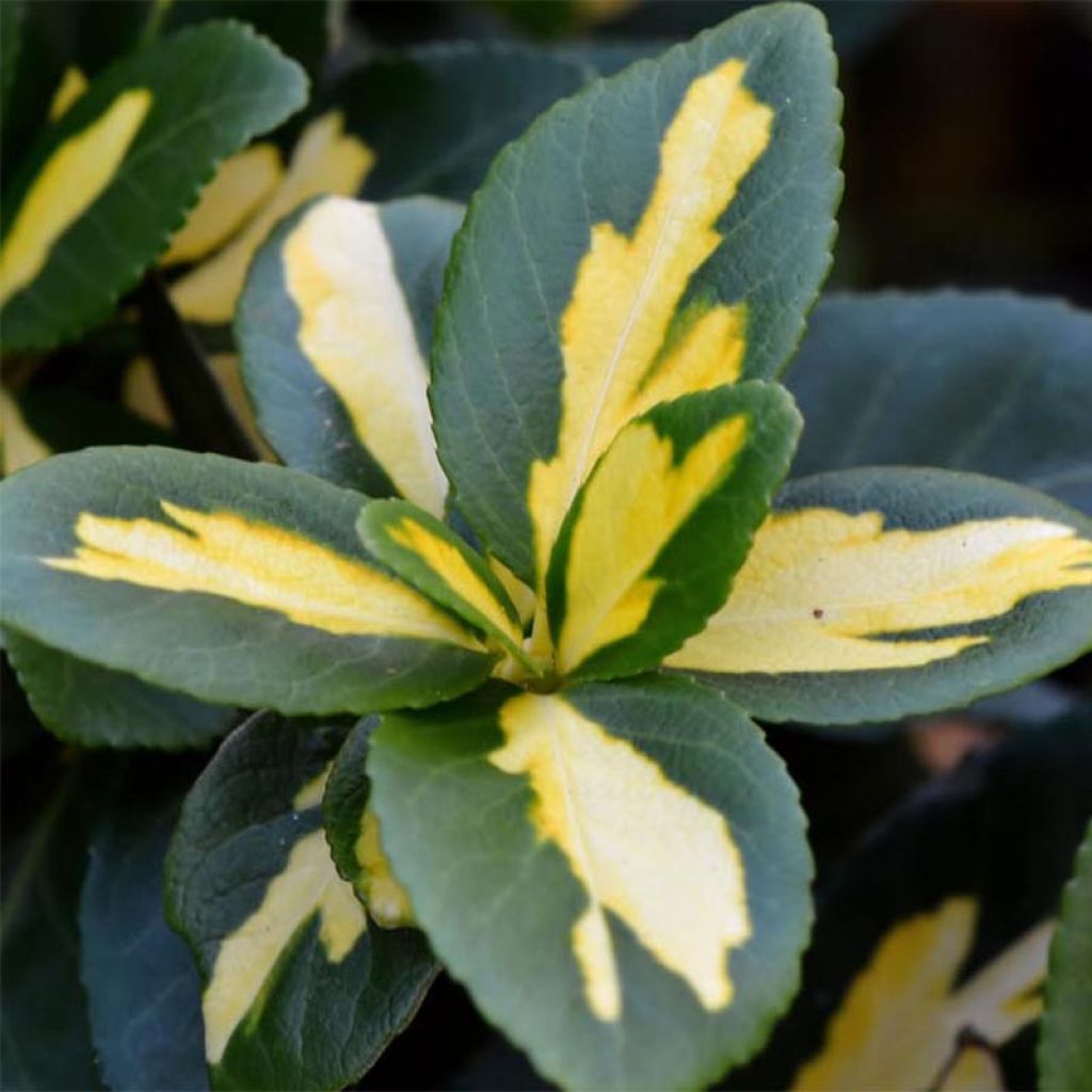 Huso de la fortuna Sunspot- Euonymus fortunei