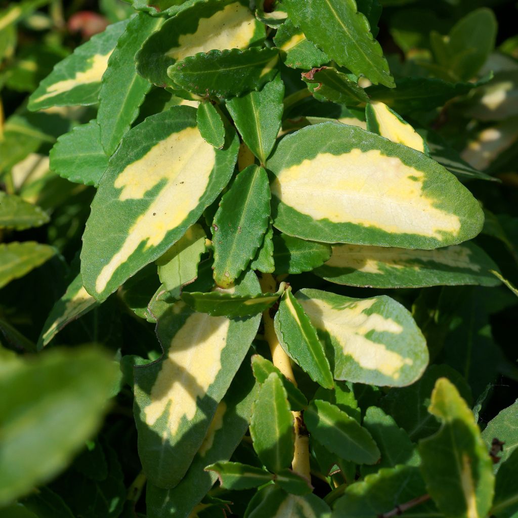 Huso de la fortuna Sunspot- Euonymus fortunei