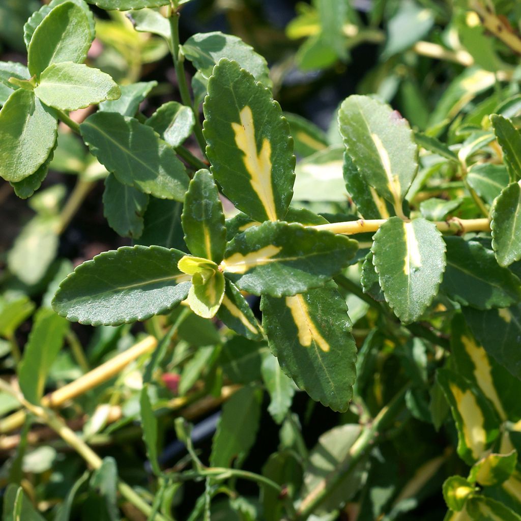 Huso de la fortuna Sunspot- Euonymus fortunei