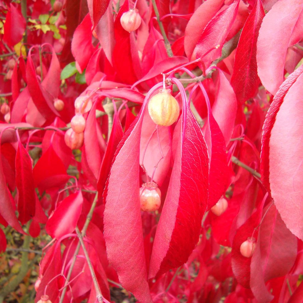 Euonymus grandiflorus Red Wine - Evónimo