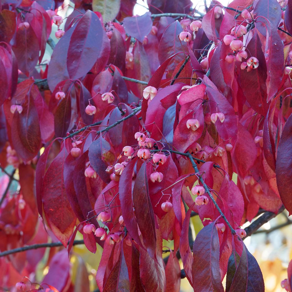 Euonymus grandiflorus Red Wine - Evónimo