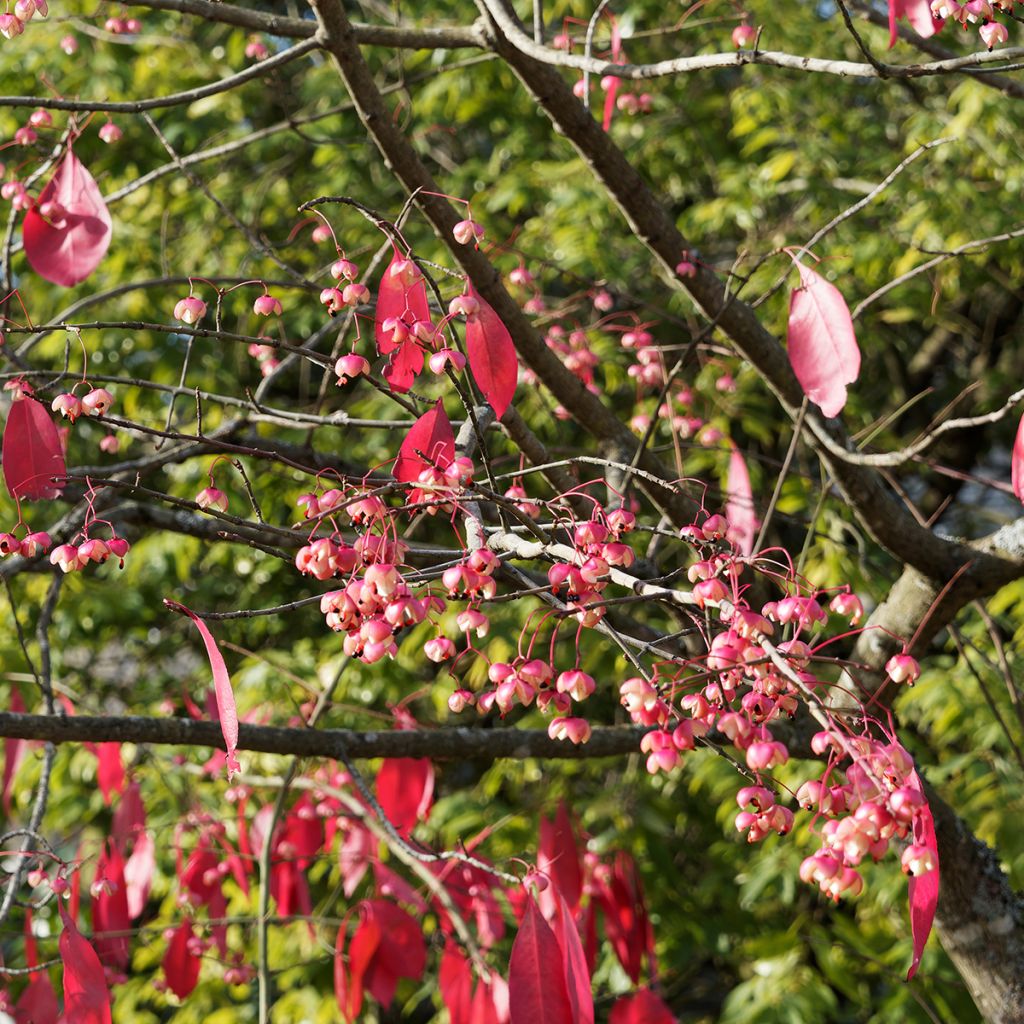 Euonymus grandiflorus Red Wine - Evónimo