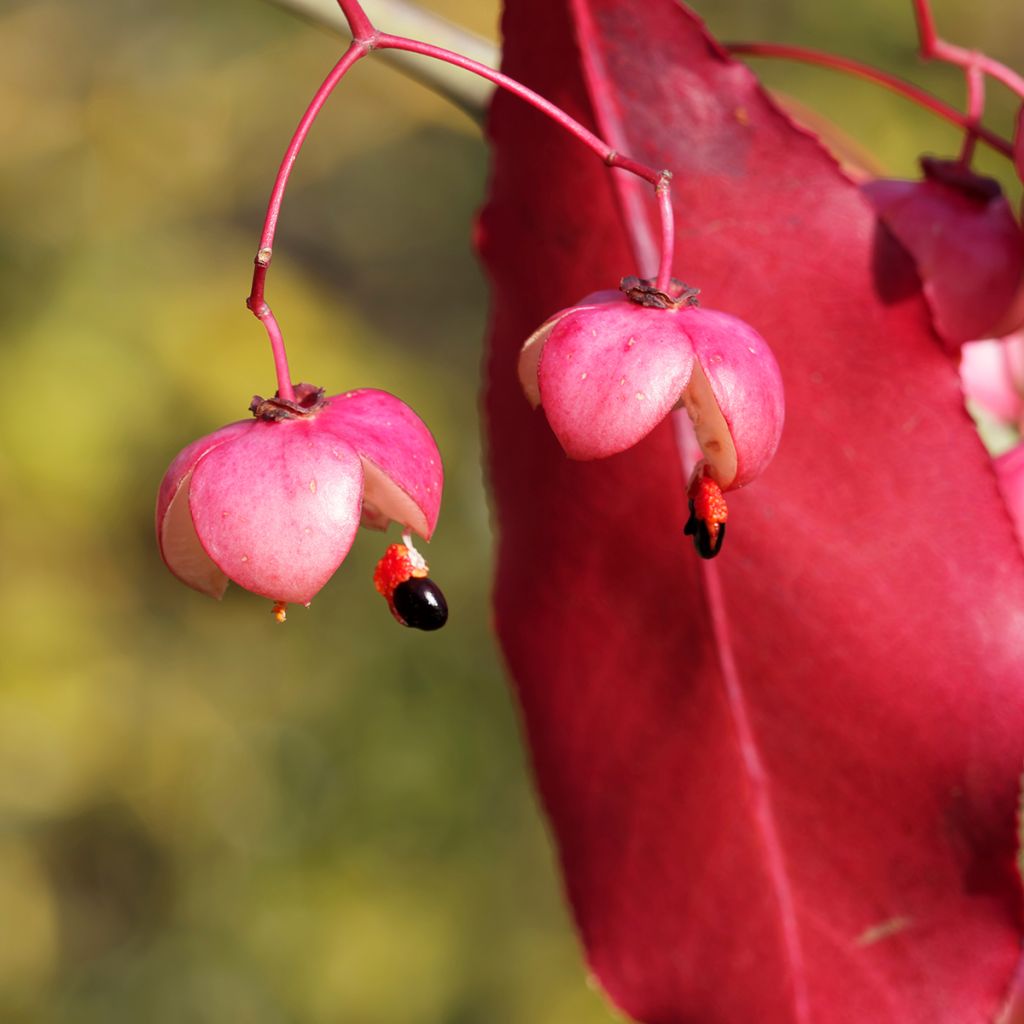 Euonymus grandiflorus Red Wine - Evónimo