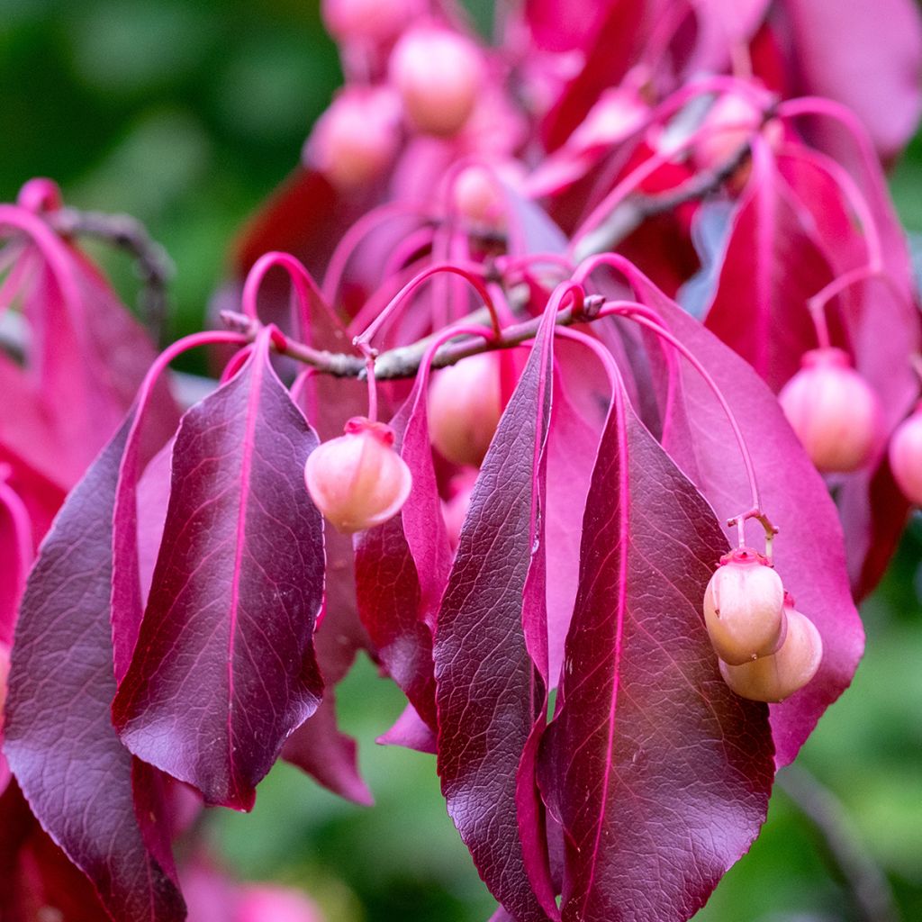 Euonymus grandiflorus Red Wine - Evónimo
