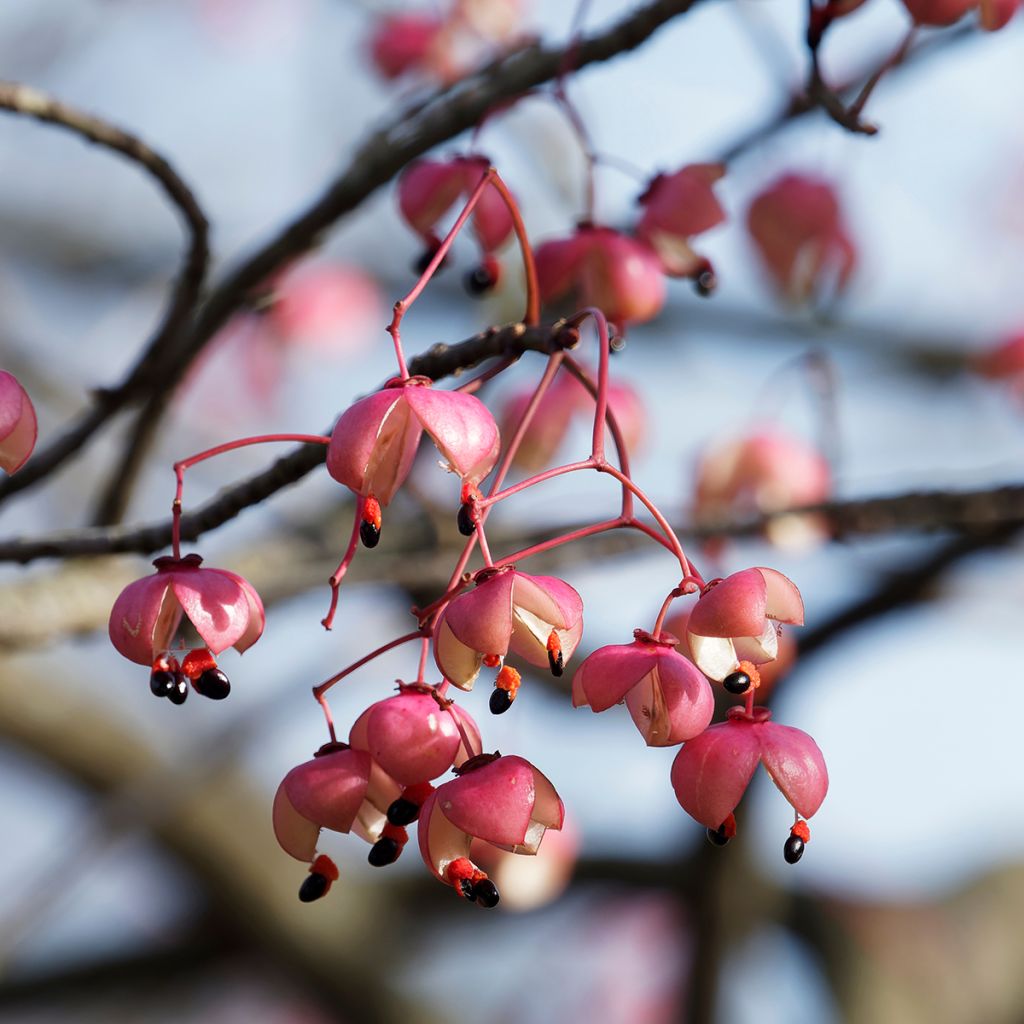 Euonymus grandiflorus Red Wine - Evónimo