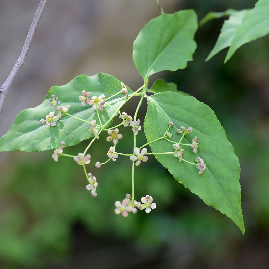 Euonymus maackii - Evónimo