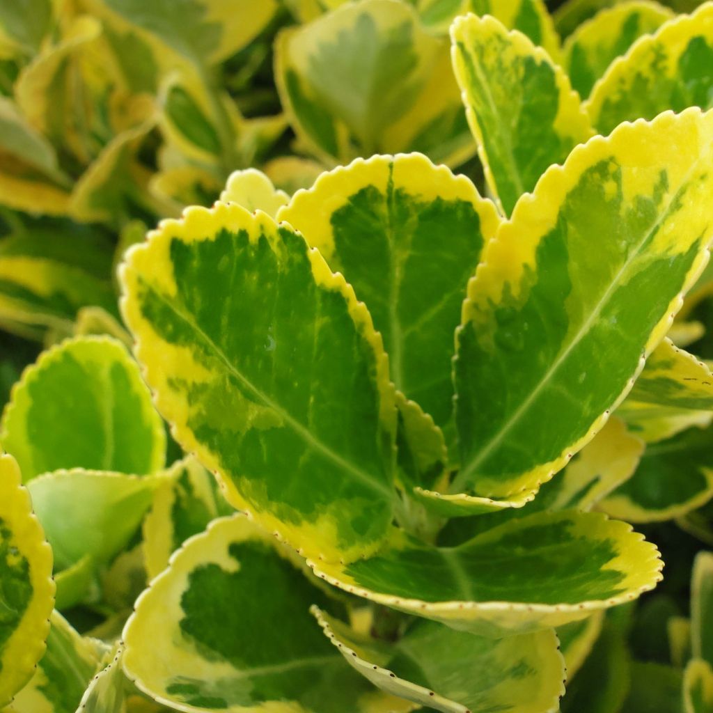 Evónimo Aureomarginatus - Euonymus japonicus