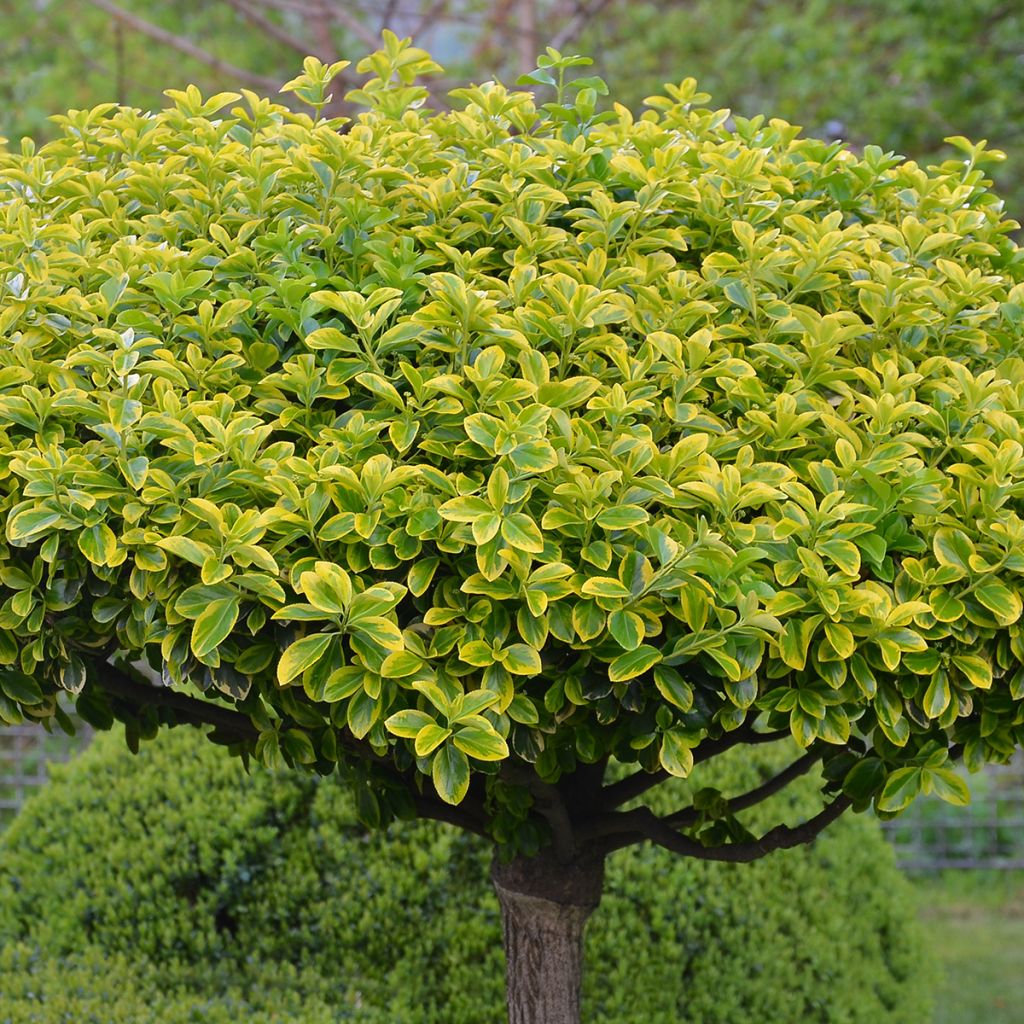 Evónimo Aureomarginatus - Euonymus japonicus