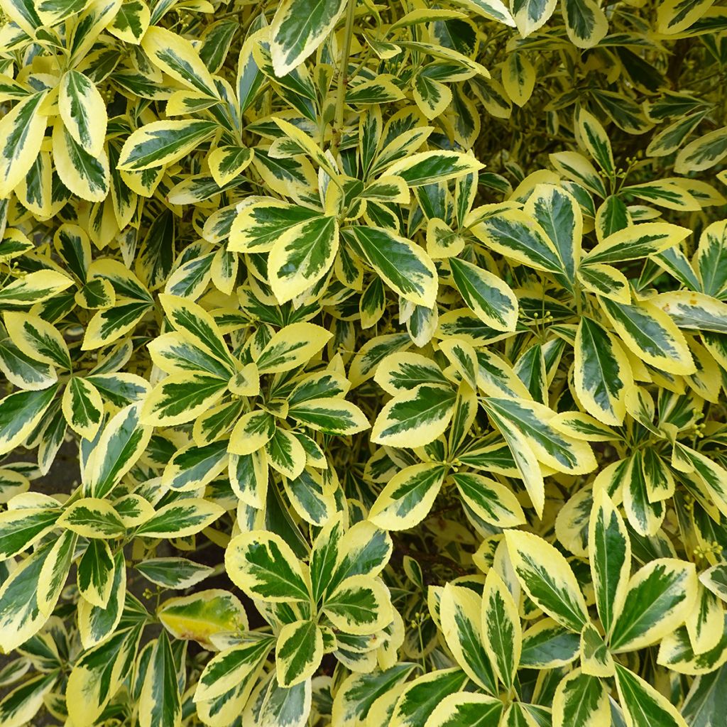 Evónimo Aureomarginatus - Euonymus japonicus