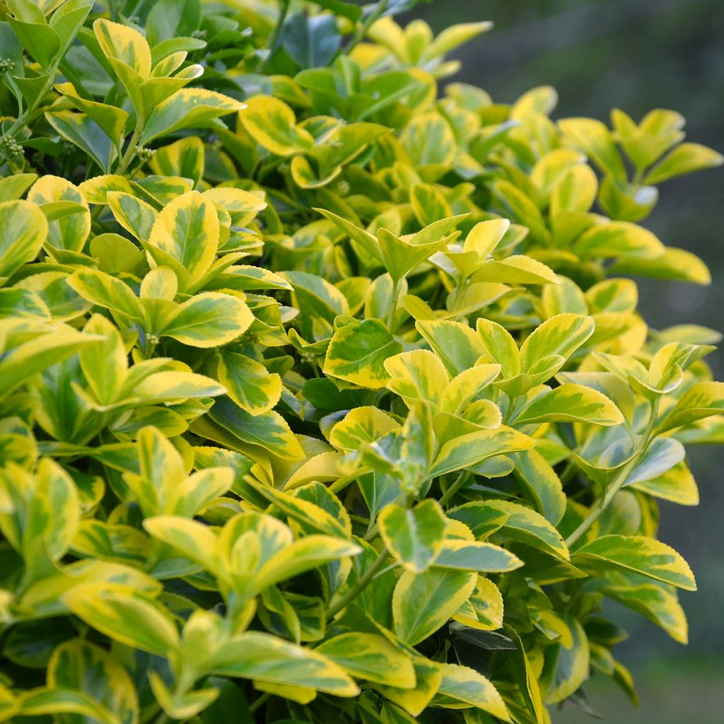 Evónimo Aureomarginatus - Euonymus japonicus