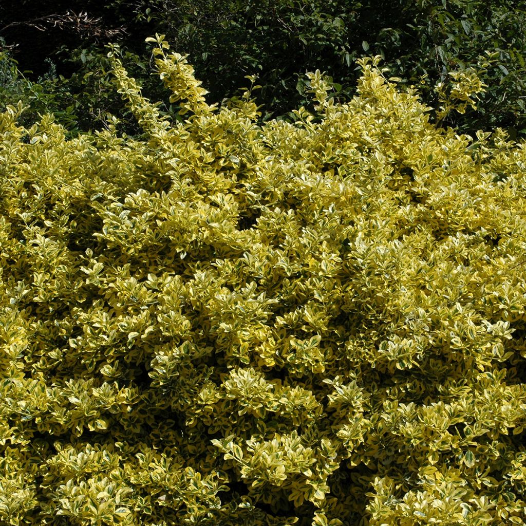 Evónimo Aureomarginatus - Euonymus japonicus