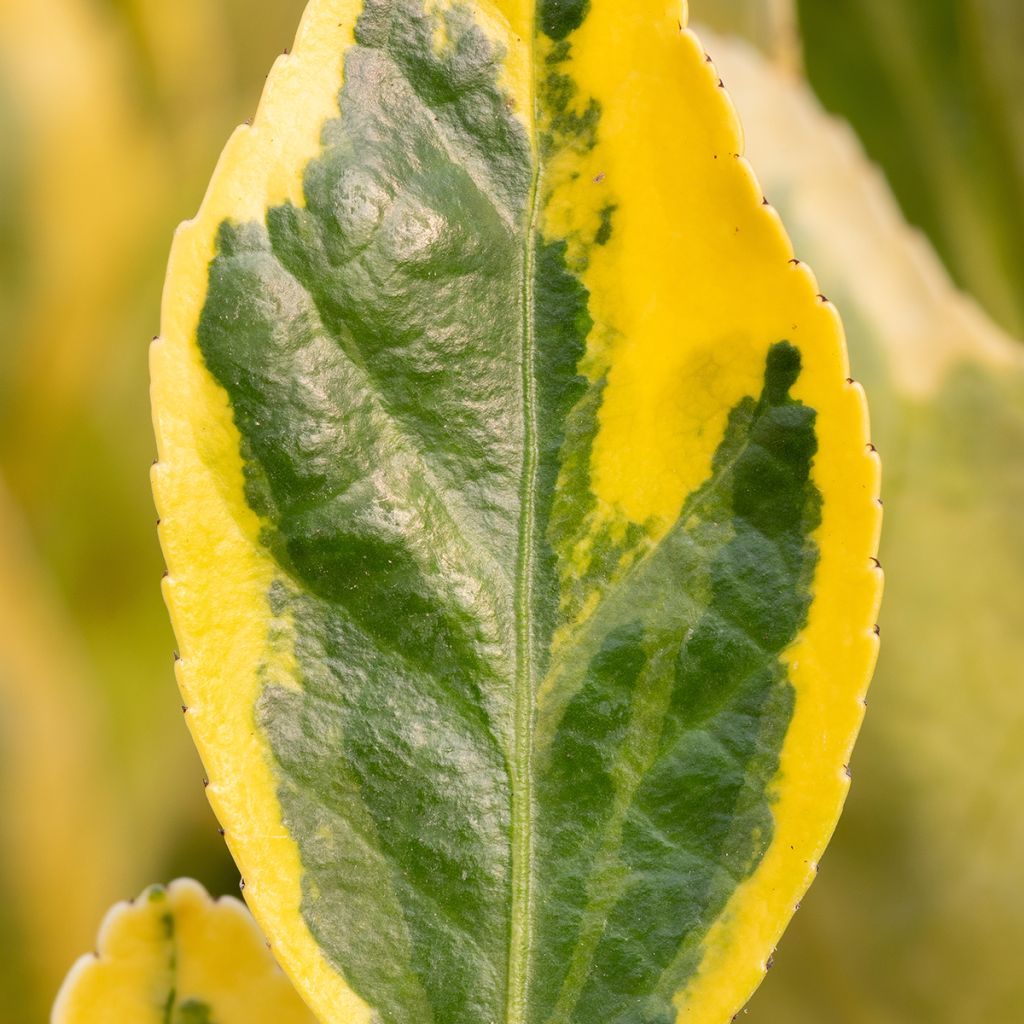 Evónimo Aureus - Euonymus japonicus