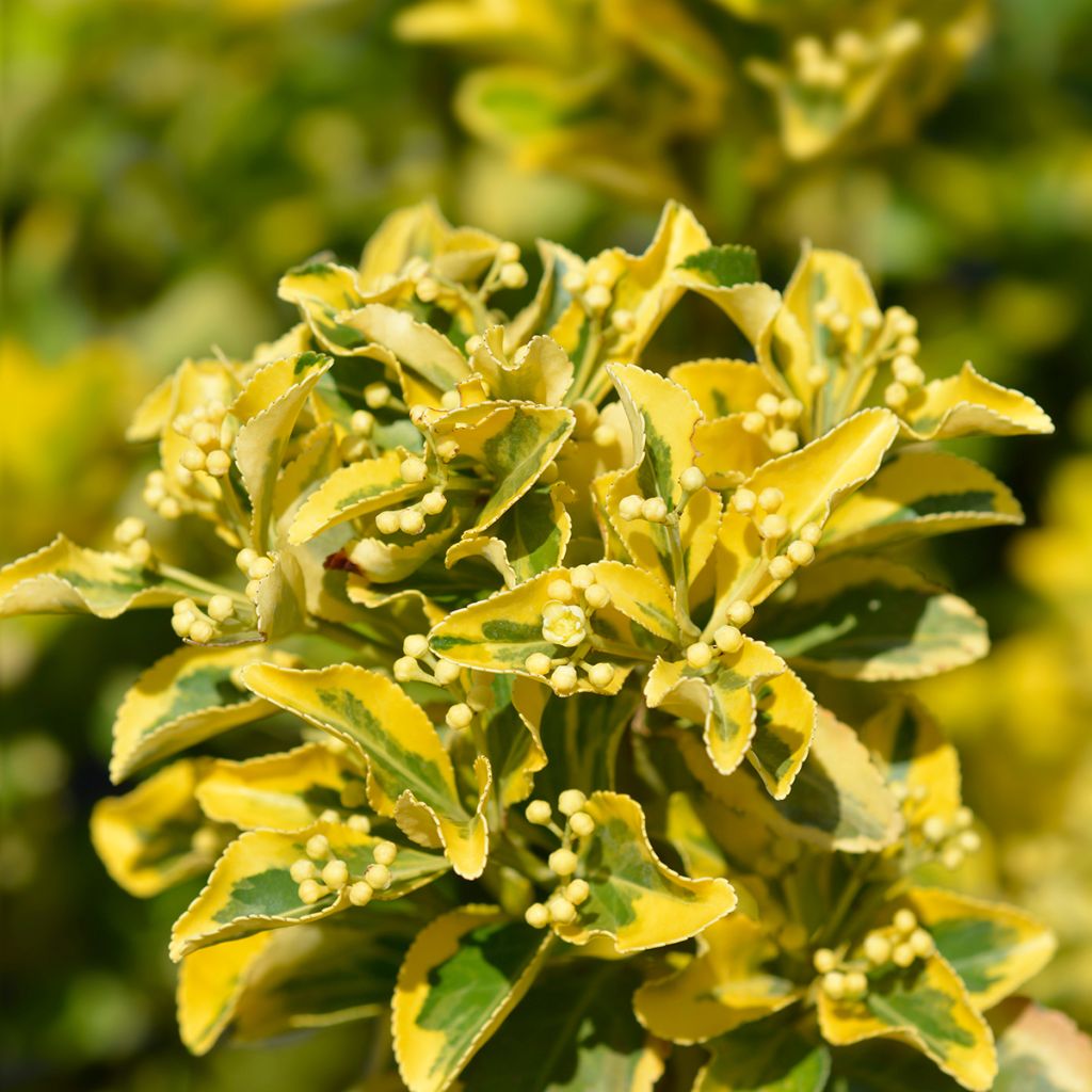 Evónimo Aureus - Euonymus japonicus