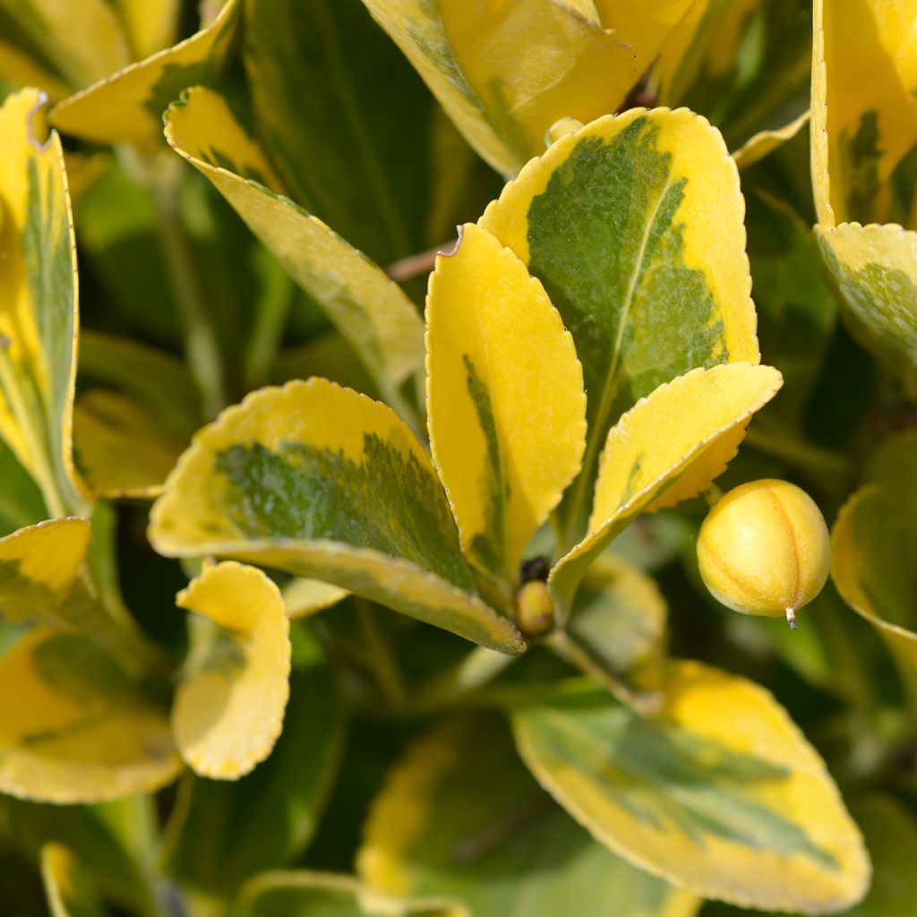 Evónimo Aureus - Euonymus japonicus