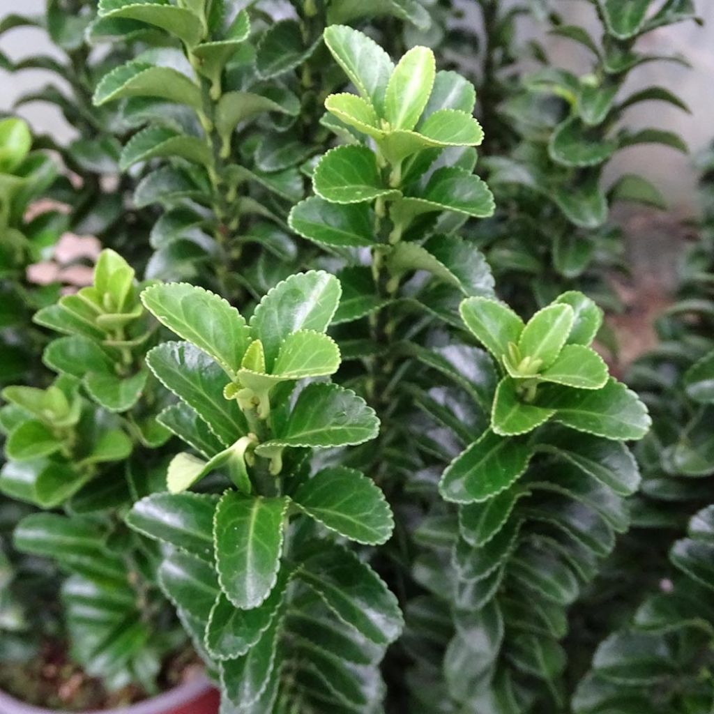 Evónimo Benkomasaki - Euonymus japonicus