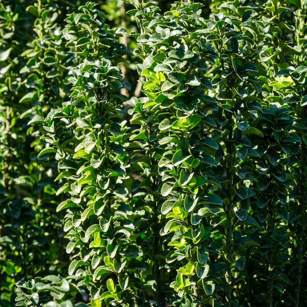 Evónimo Benkomasaki - Euonymus japonicus