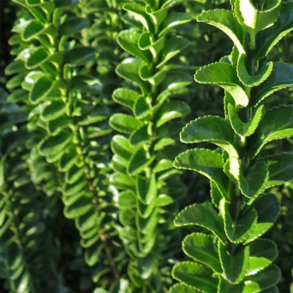 Evónimo Benkomasaki - Euonymus japonicus
