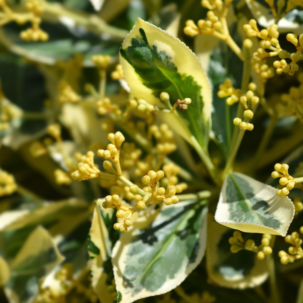 Evónimo Bravo - Euonymus japonicus