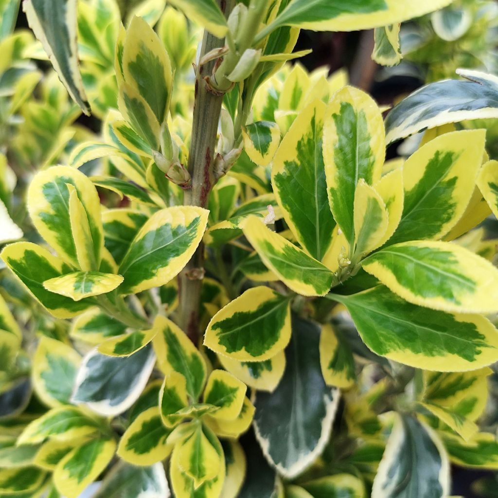 Evónimo Bravo - Euonymus japonicus