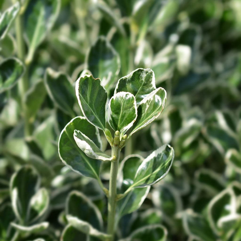 Evónimo Bravo - Euonymus japonicus