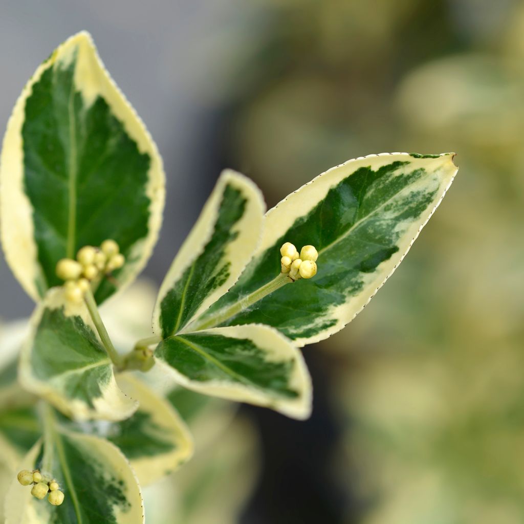 Evónimo Bravo - Euonymus japonicus