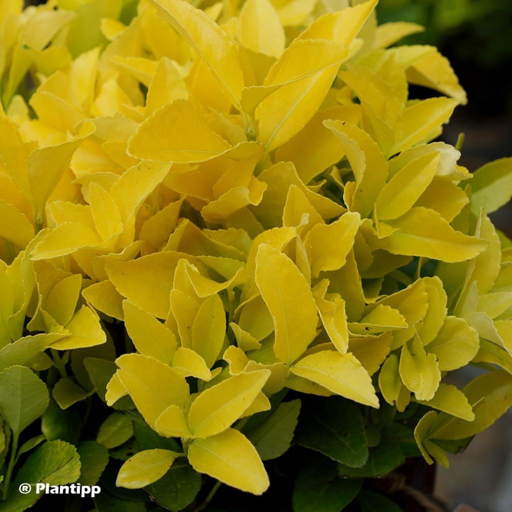 Evónimo El Dorado - Euonymus japonicus