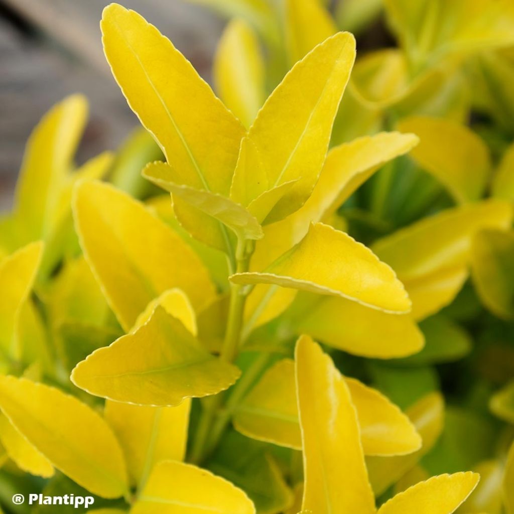 Evónimo El Dorado - Euonymus japonicus