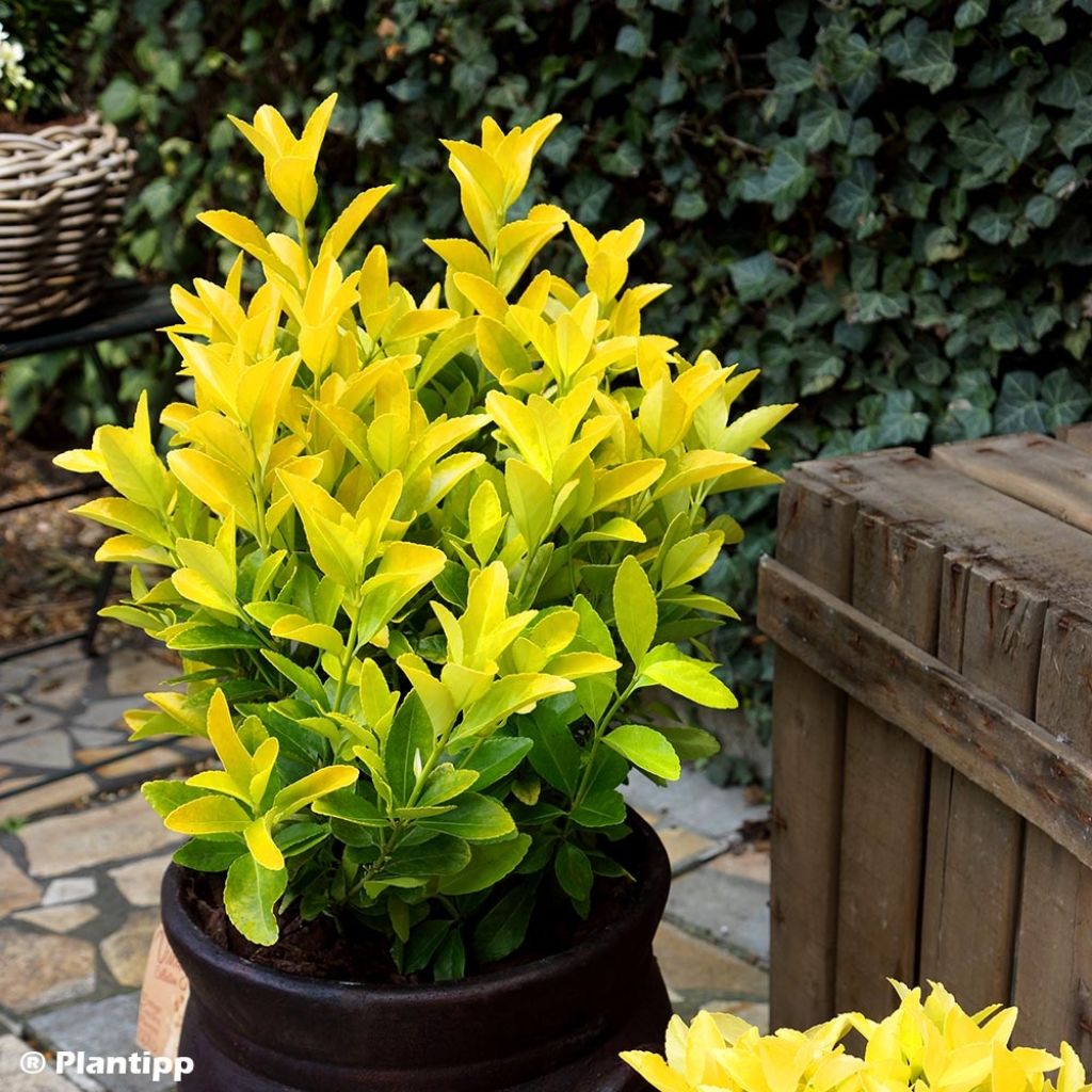 Evónimo El Dorado - Euonymus japonicus