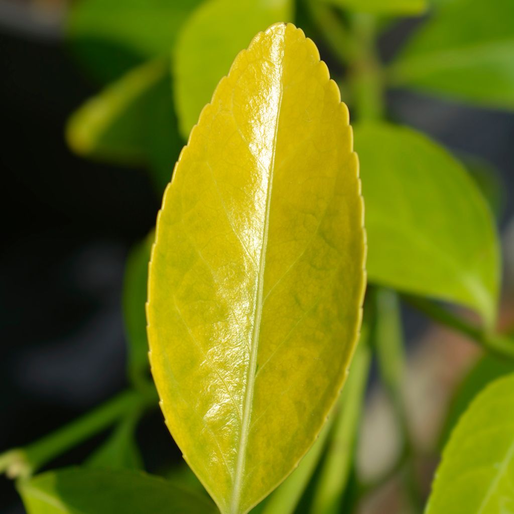 Evónimo El Dorado - Euonymus japonicus