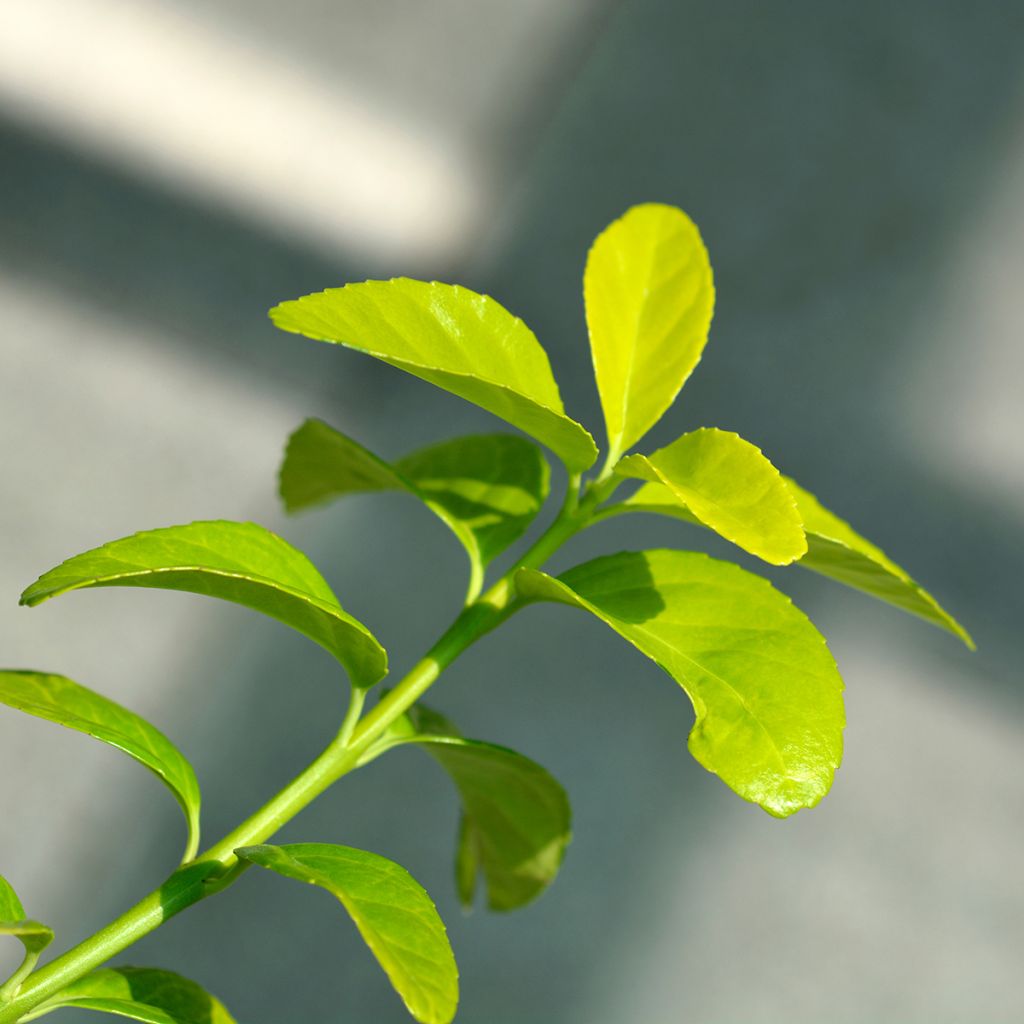 Evónimo El Dorado - Euonymus japonicus