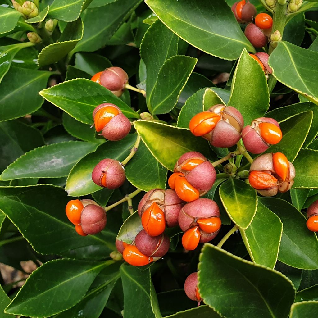 Evónimo - Euonymus japonicus