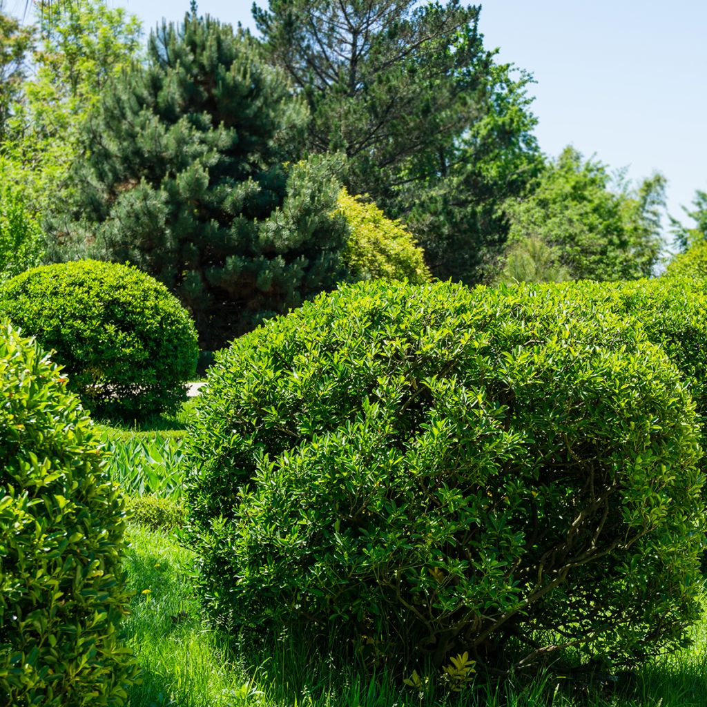 Evónimo - Euonymus japonicus