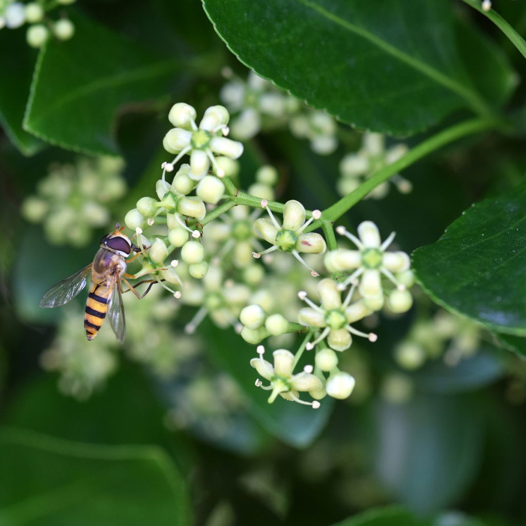 Evónimo - Euonymus japonicus