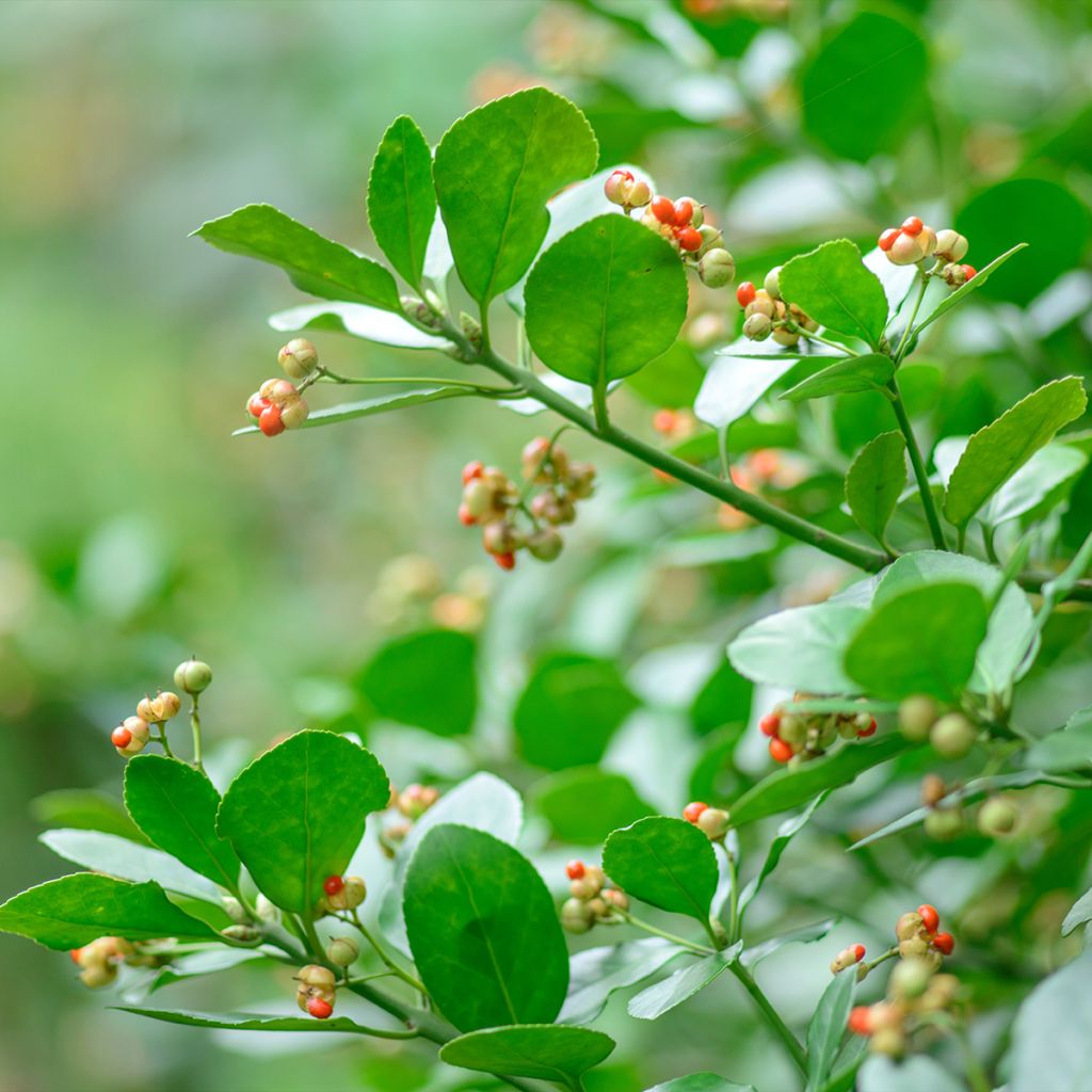 Evónimo - Euonymus japonicus