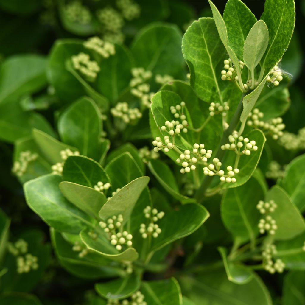 Evónimo - Euonymus japonicus