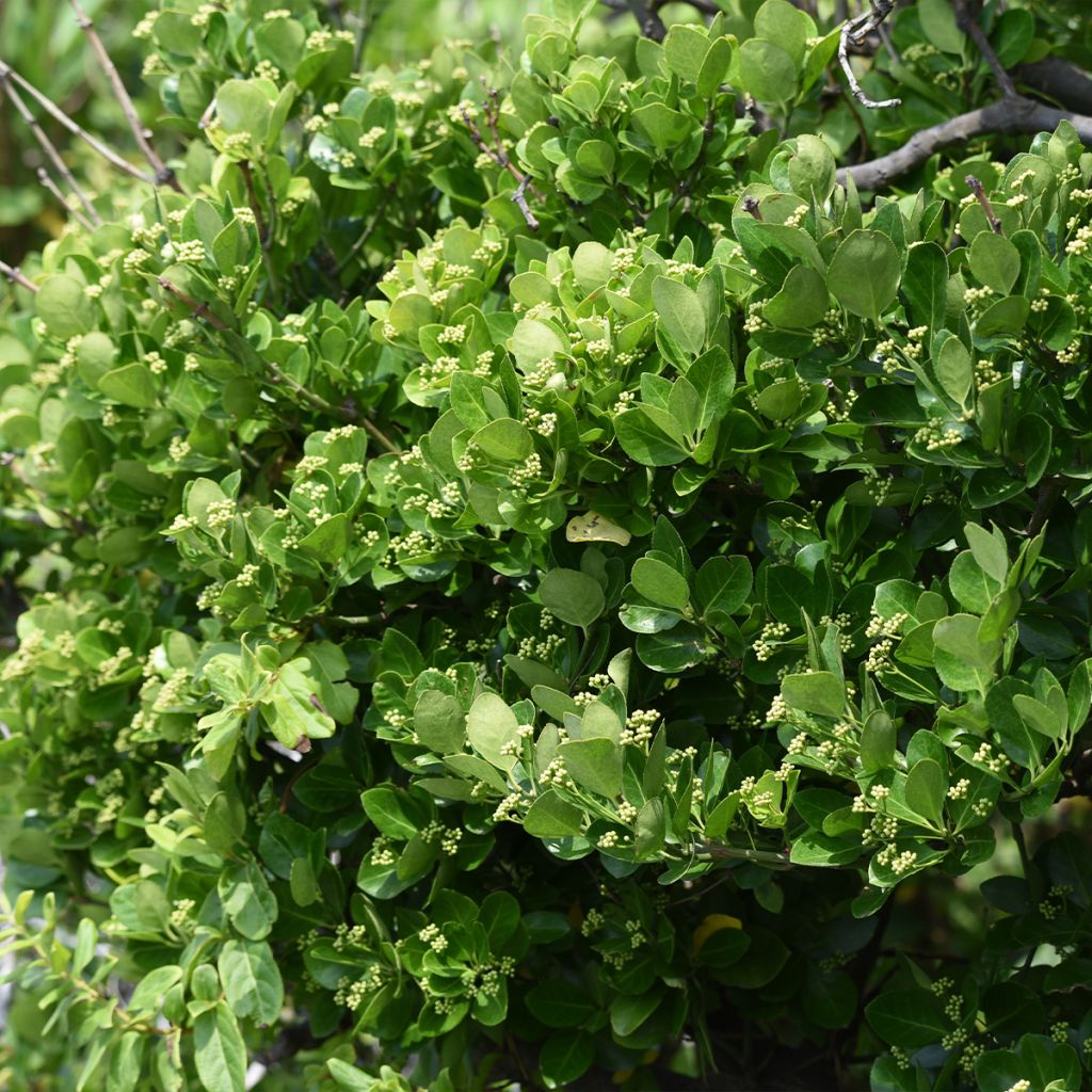 Evónimo - Euonymus japonicus