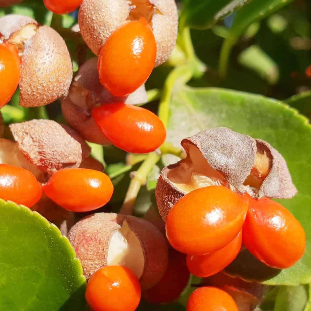 Evónimo - Euonymus japonicus
