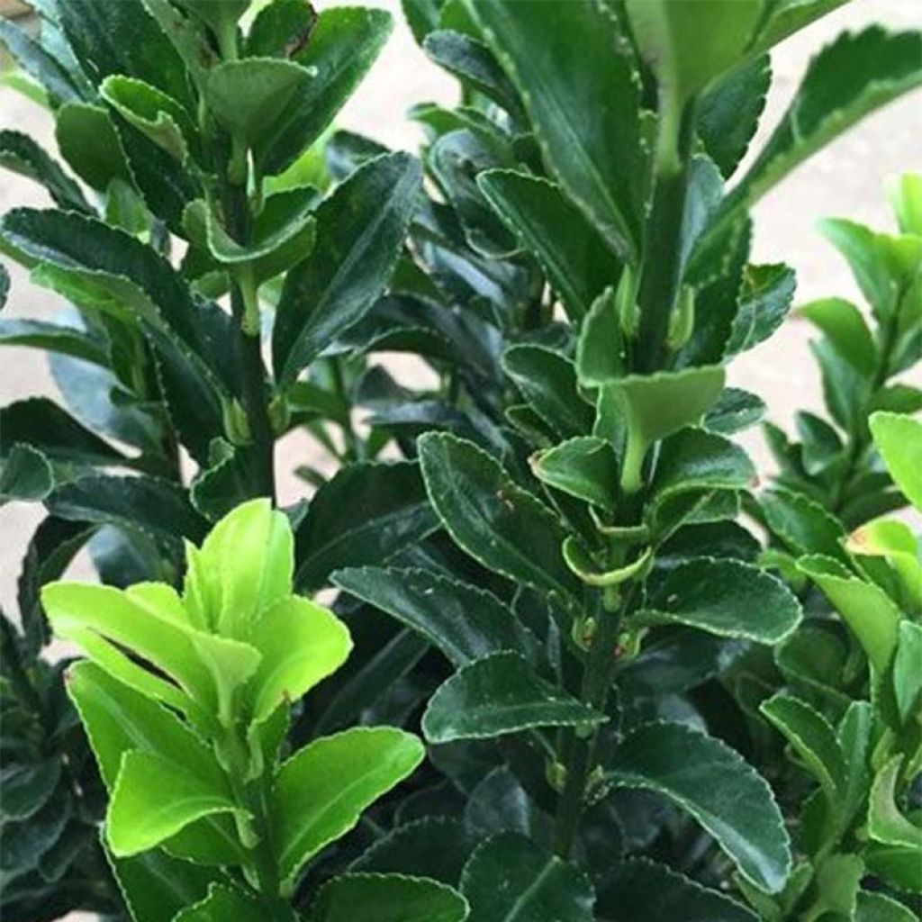 Euonymus japonicus Jean Hugues - Fusain du Japon