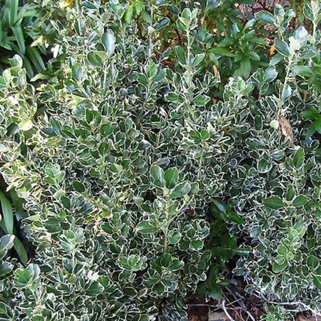Evónimo Kathy - Euonymus japonicus