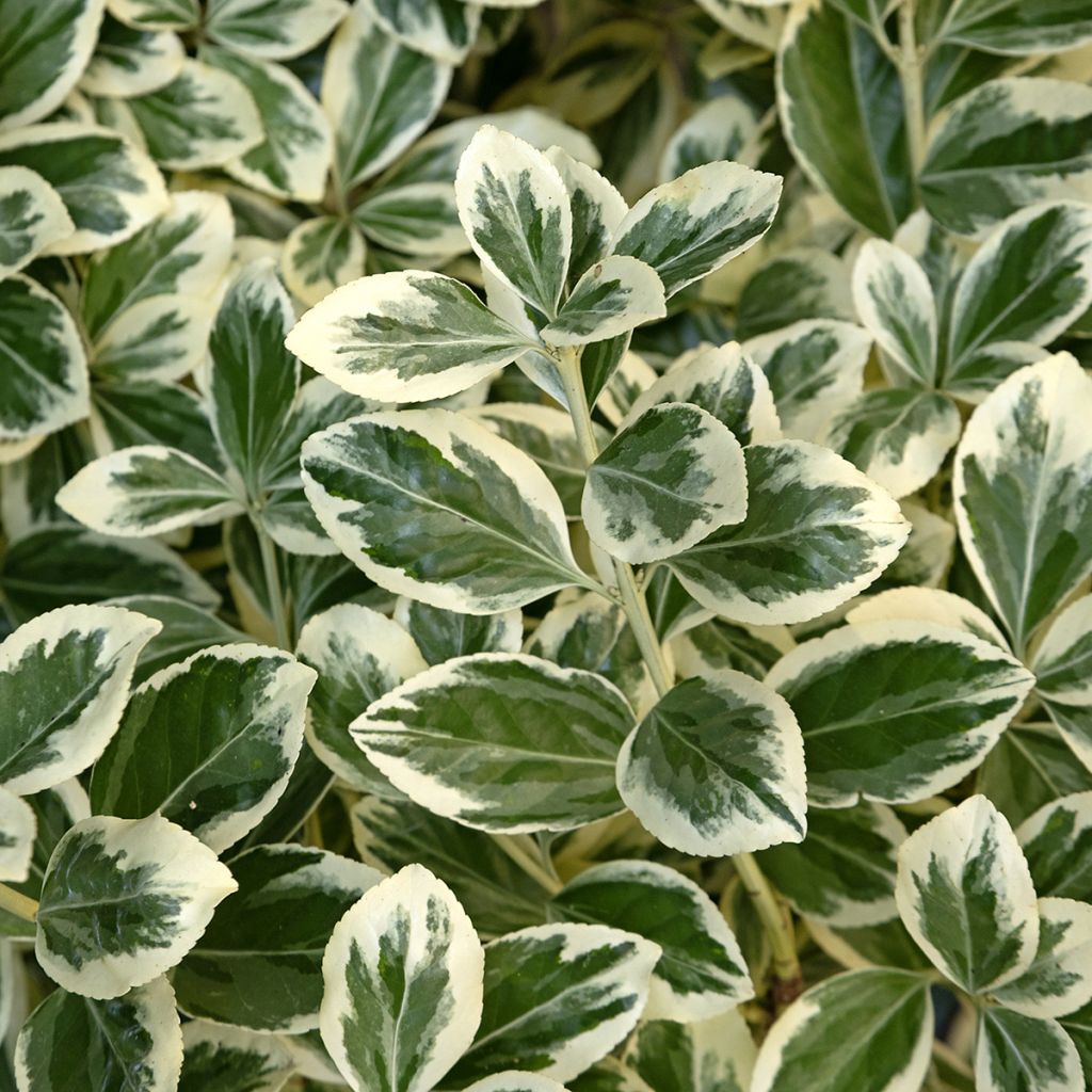 Evónimo Kathy - Euonymus japonicus
