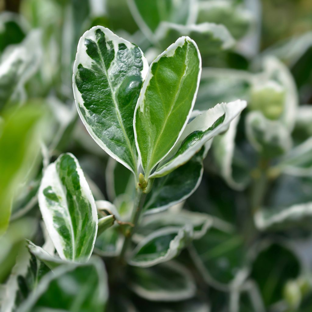 Evónimo Kathy - Euonymus japonicus