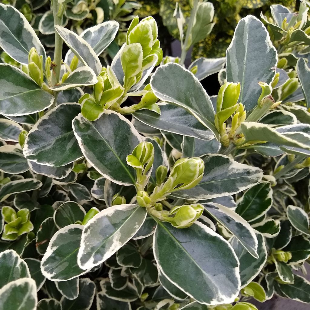 Evónimo Kathy - Euonymus japonicus