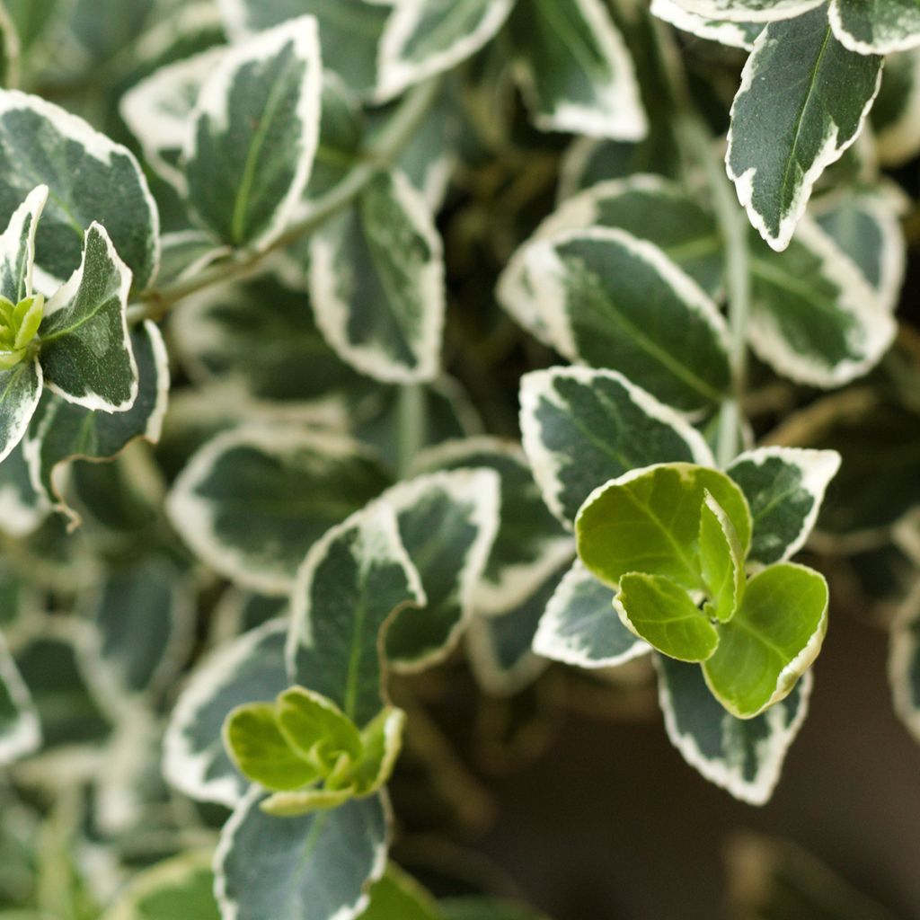 Evónimo Kathy - Euonymus japonicus