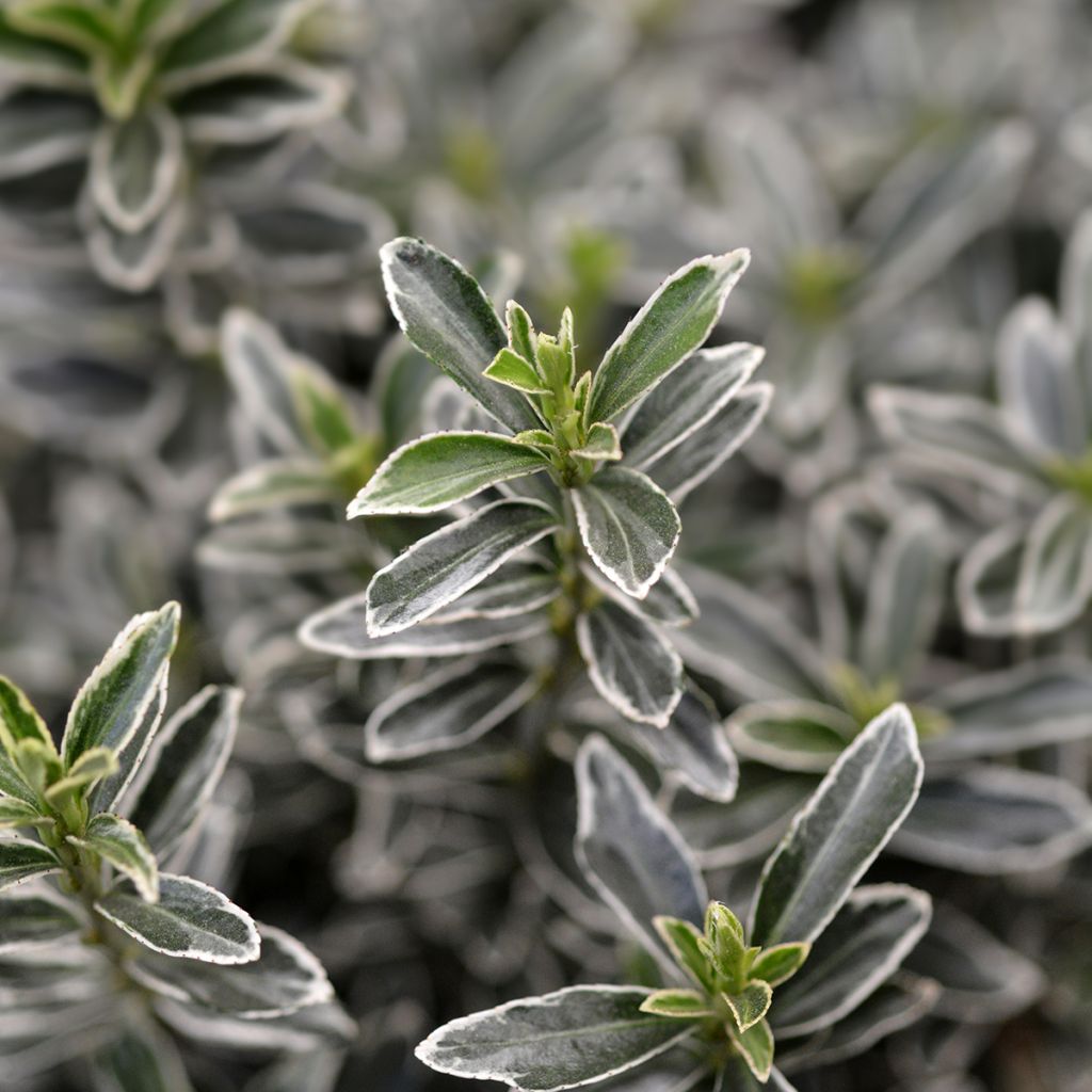 Evónimo Microphyllus Albovariegatus - Euonymus japonicus
